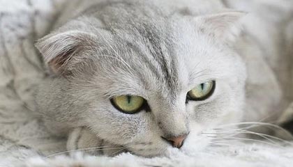 开云-炉石传说 新版本卡组打法层出不穷,炉石传说卡组分析