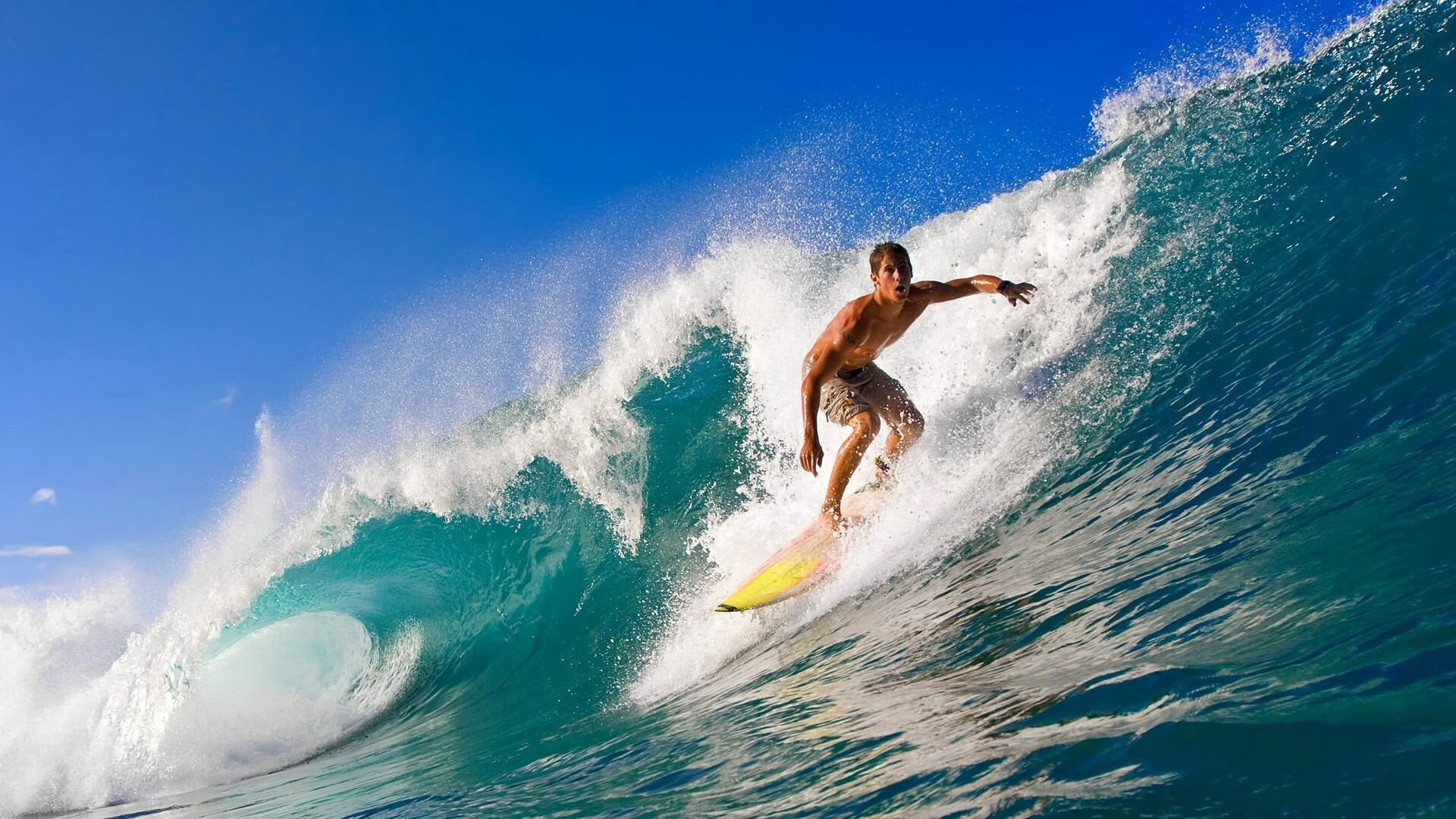 哥伦比亚马术协会推出马匹健康管理系统，提升马匹福利。，哥伦比亚亚马孙